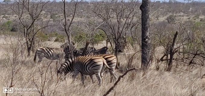 南非足球联赛收官战,开普敦城胜布洛姆城,全场震撼 南非足球联赛收官战,开普敦城胜布洛姆城,全场震撼